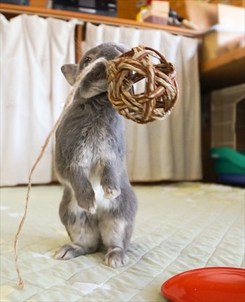 アメブロうさぎのふうた