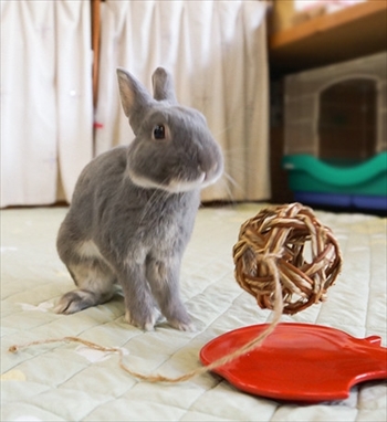 アメブロうさぎのふうた