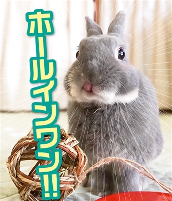 アメブロうさぎのふうた