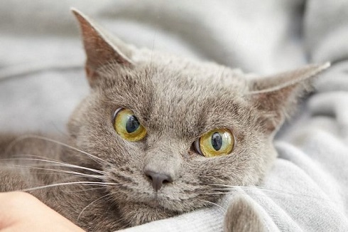 シャもちゃん