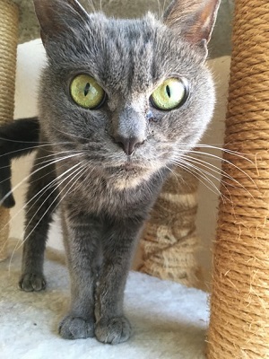 シャもちゃん