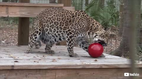 ヒョウ