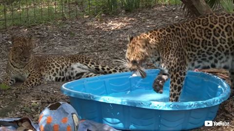 ヒョウ
