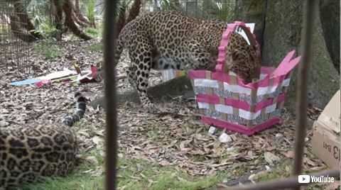 ヒョウ