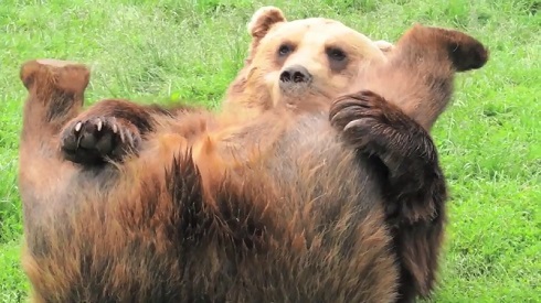 セクシーベアー