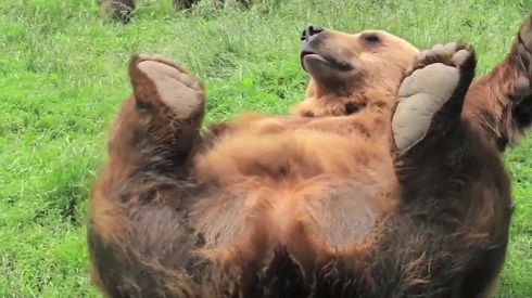 セクシーベアー