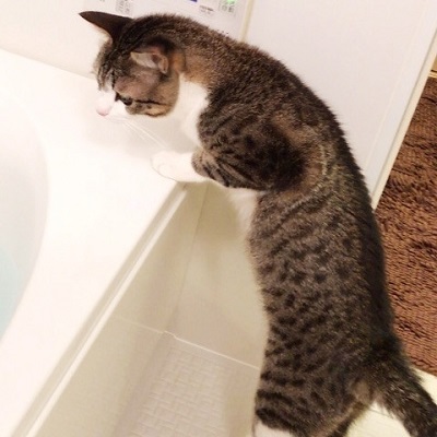 猫のすずめちゃん