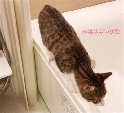 猫のすずめちゃん