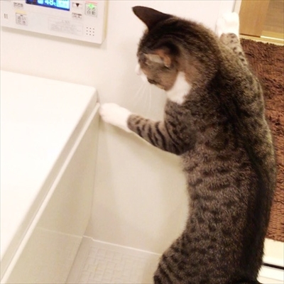 猫のすずめちゃん