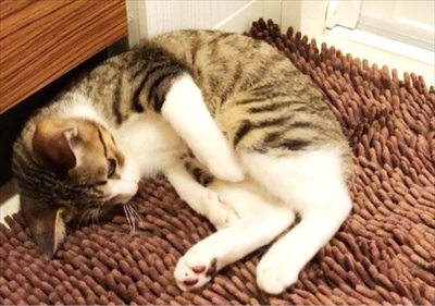 猫のすずめちゃん