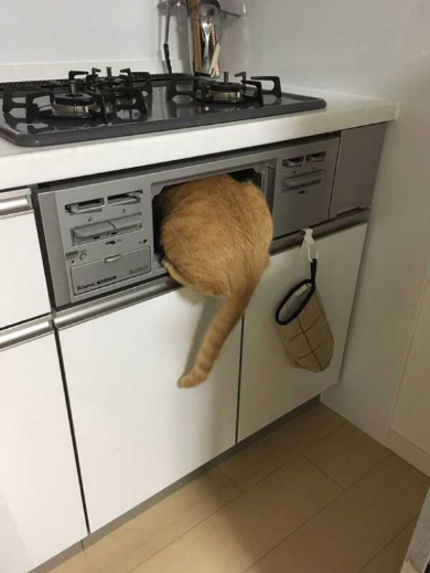 猫 丸焼き グリル コンロ