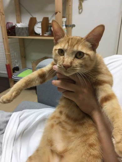 猫 丸焼き グリル コンロ
