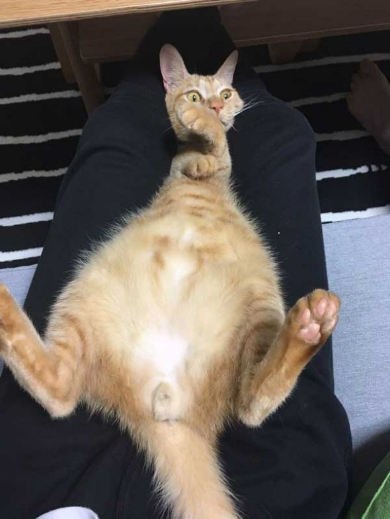 猫 丸焼き グリル コンロ