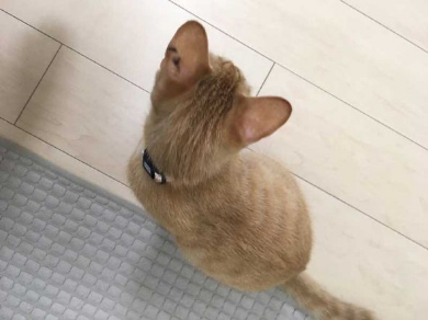 猫 丸焼き グリル コンロ