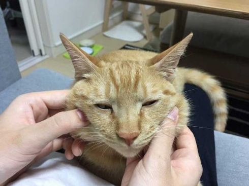 猫 丸焼き グリル コンロ