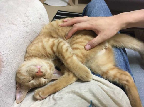 猫 丸焼き グリル コンロ