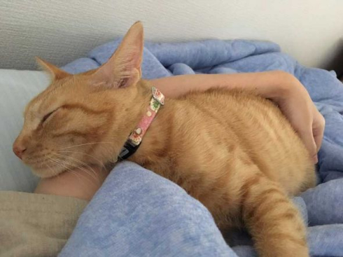 猫 丸焼き グリル コンロ