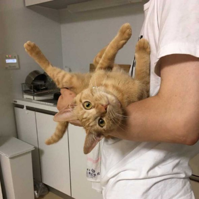 猫 丸焼き グリル コンロ