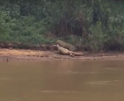 ジャガー