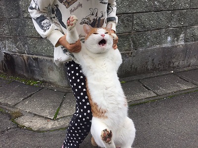 でかい猫