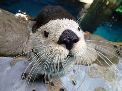 海遊館ラッコのパタ