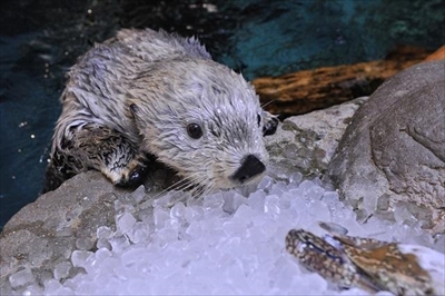 海遊館ラッコのパタ