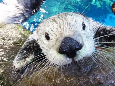 海遊館ラッコのパタ