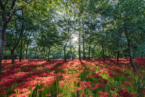 巾着田 寺坂棚田 鴻巣 濃溝の滝
