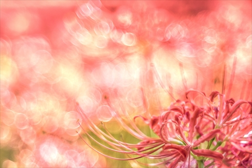 巾着田 寺坂棚田 鴻巣 濃溝の滝