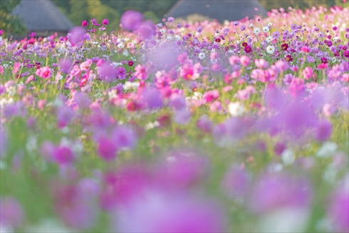巾着田 寺坂棚田 鴻巣 濃溝の滝