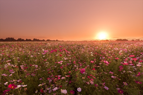 巾着田 寺坂棚田 鴻巣 濃溝の滝