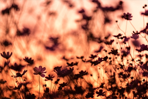 巾着田 寺坂棚田 鴻巣 濃溝の滝