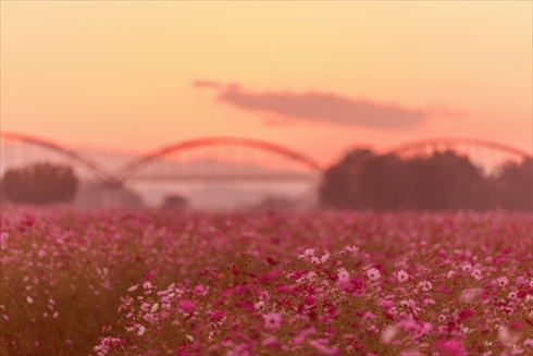 巾着田 寺坂棚田 鴻巣 濃溝の滝