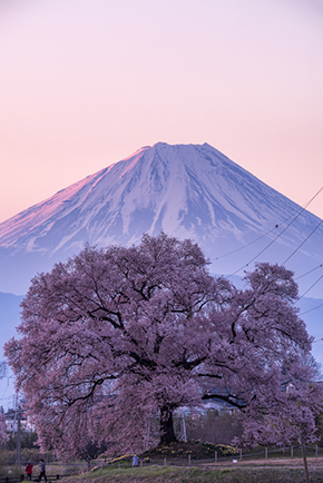 巾着田 寺坂棚田 鴻巣 濃溝の滝