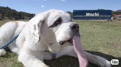 最長 舌 犬 ギネス