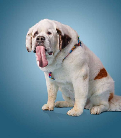 最長 舌 犬 ギネス