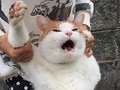「て、手をはなしたまえ〜！」　朝帰り→捕獲で不服そうな表情が萌えるデカモフにゃんこ