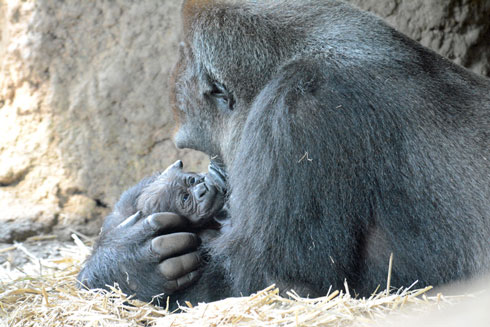 赤ちゃんを抱くお母さんゴリラの写真