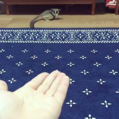 ショウガラゴ ピザトル ワンバウンド ジャンプ