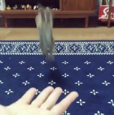 ショウガラゴ ピザトル ワンバウンド ジャンプ