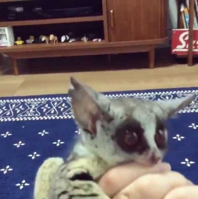 ショウガラゴ ピザトル ワンバウンド ジャンプ