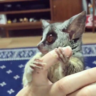 ショウガラゴ ピザトル ワンバウンド ジャンプ