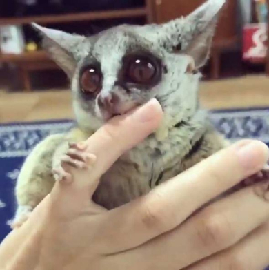 ショウガラゴ ピザトル ワンバウンド ジャンプ