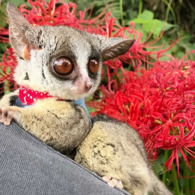 ショウガラゴ ピザトル ワンバウンド ジャンプ