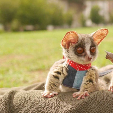 ショウガラゴ ピザトル ワンバウンド ジャンプ