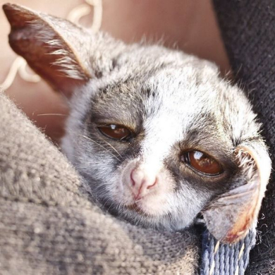 ショウガラゴ ピザトル ワンバウンド ジャンプ