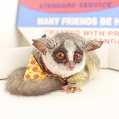 ショウガラゴ ピザトル ワンバウンド ジャンプ