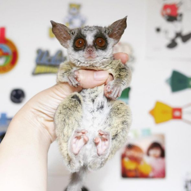 ショウガラゴ ピザトル ワンバウンド ジャンプ