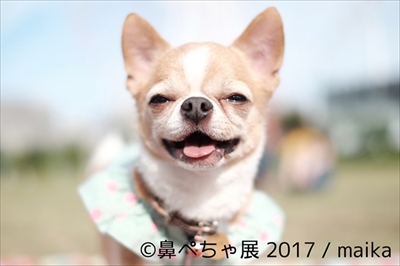 鼻ぺちゃ展