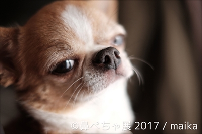 鼻ぺちゃ展